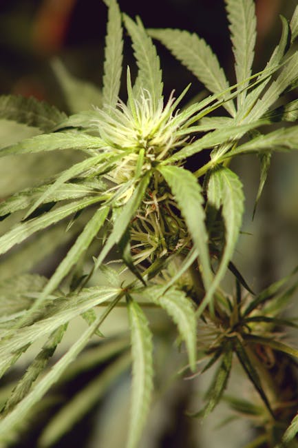 Стадии роста конопли от семени