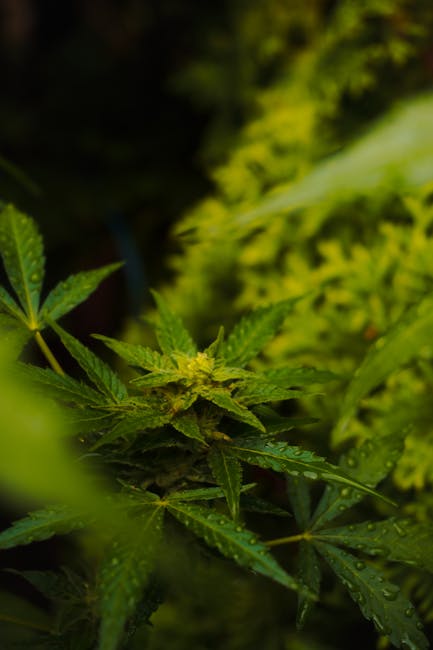 Преимущества покупки семян конопли онлайн и их характеристики