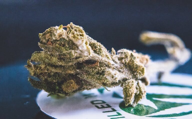 Семена конопли Critical Kush regular от Barneys Farm