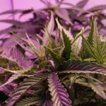 Марихуана в Амстердаме img-1141.jpg