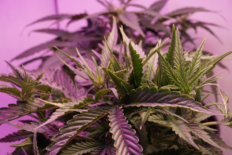 Марихуана в Амстердаме