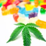 Сорт конопли Auto Blue Cheese характеристики и особенности выращивания img-1272.jpg