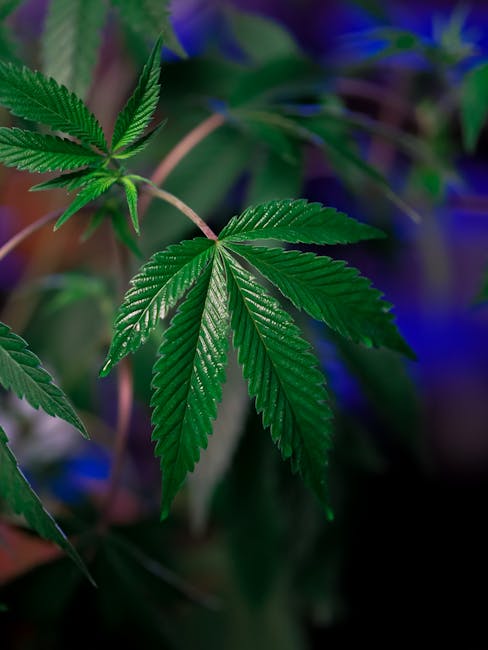 Преимущества покупки ростков марихуаны в магазине семян конопли