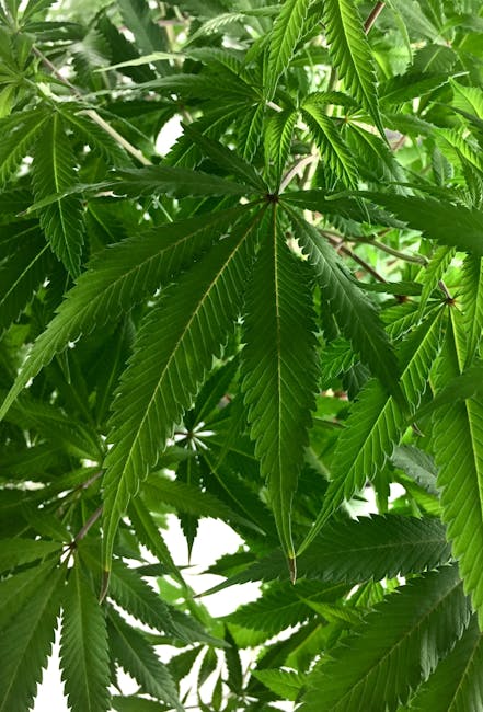 Сорт конопли Auto Black Cream feminised от Sweet Seeds