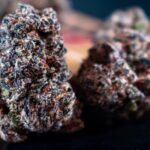 Сорт конопли Chocolope Kush от DNA Genetics img-161.jpg