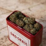 Выбор семян конопли для домашнего выращивания img-1632.jpg