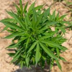 Семена чуйской конопли и их выращивание img-1770.jpg