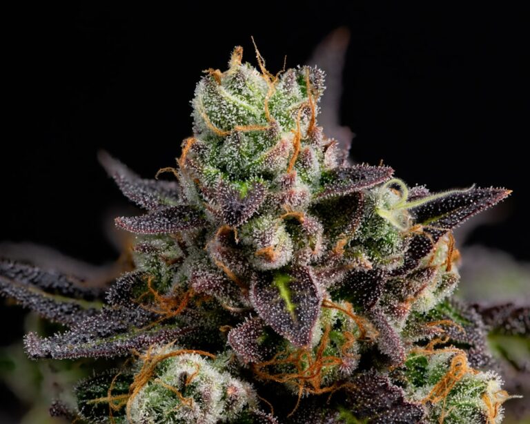 Конопля в Казахстане: особенности выращивания и преимущества культуры