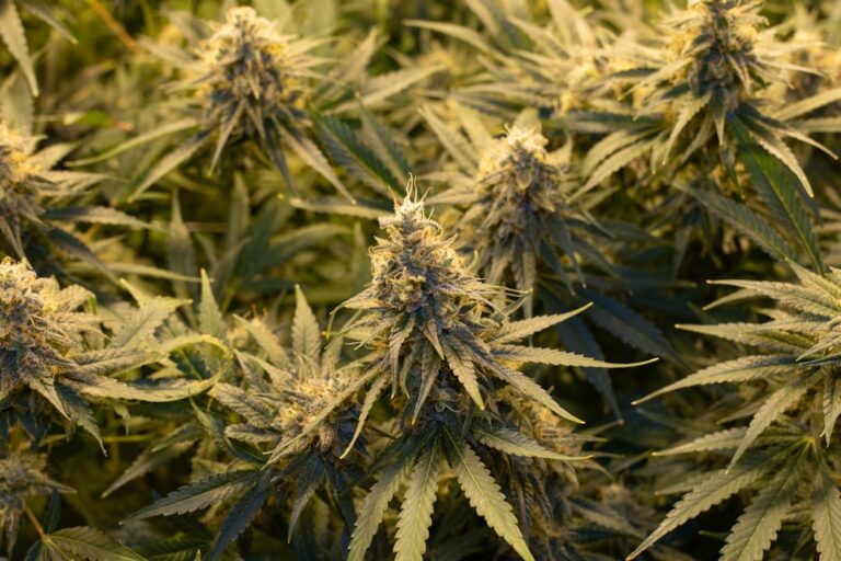 Сорт конопли Diamond Girl feminised от Green House Seeds