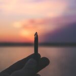 Купить семена конопли в Ростове-на-Дону: свойства и выбор поставщика img-2147.jpg