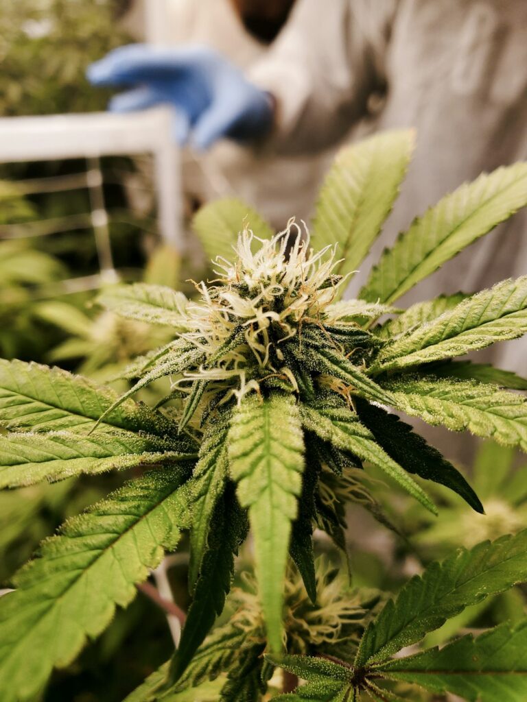 Купить спайс в Москве онлайн с доставкой