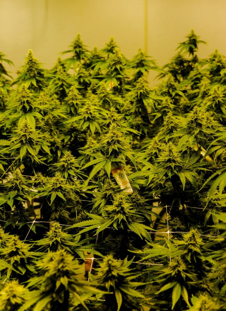 Лекарства с кодеином: доступность и безопасность