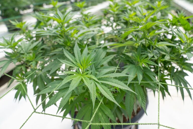 Покупка марихуаны в Калифорнии