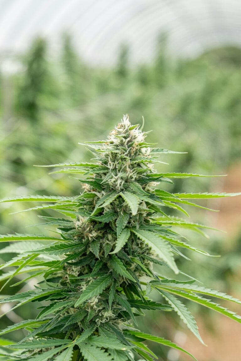 Морфин в современной медицине