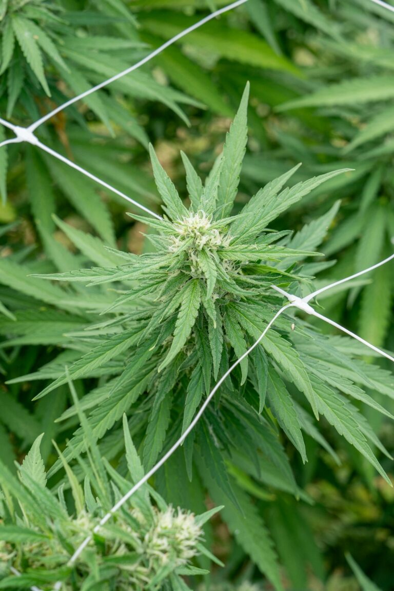 Медицинский каннабис и его использование в России