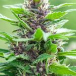 Семена конопли Auto Exodus Cheese CBD feminised от Green House Seeds img-2258.jpg