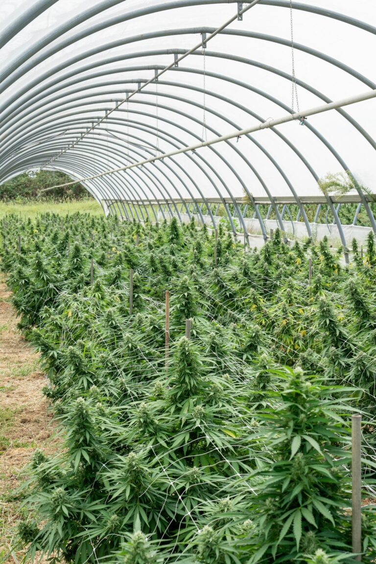 Покупка Лекарств и Наркотических Средств в Аптеках и Онлайн-Аптеках РФ