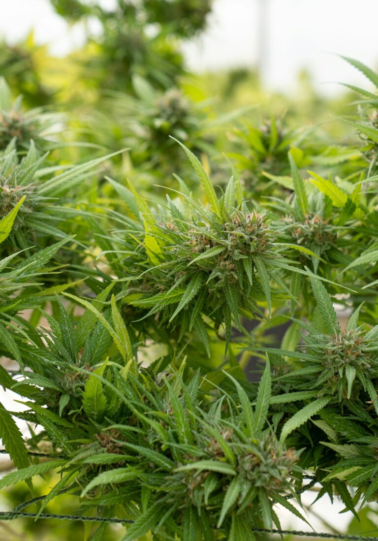 Семена конопли Cream 47 regular от Ganja Seeds