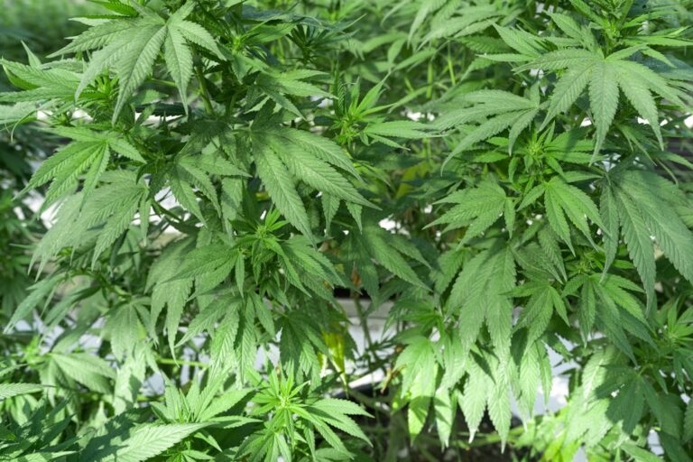 Купить спайс в Самаре и его последствия