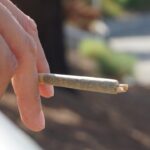 Семена конопли Auto Bubble feminised img-2355.jpg