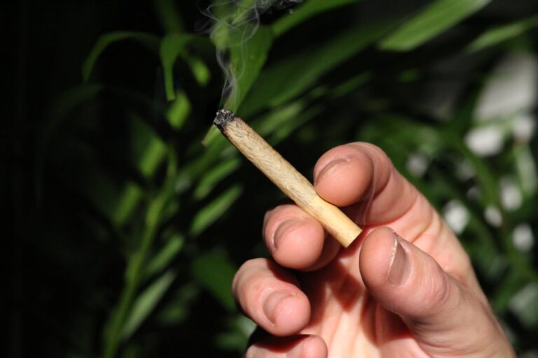 Как выбрать качественные семена конопли