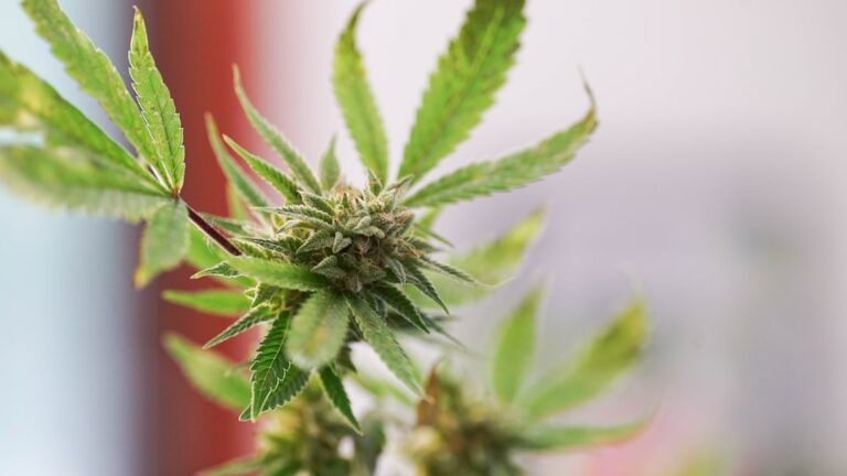 Чуйская конопля сорт и его характеристики