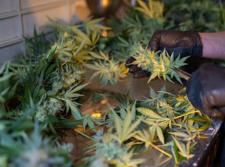 Сорт конопли Дримберри от Ганжа Сидс Авто Дримберри феминизированный — описание и особенности выращивания