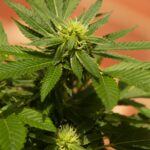 Семена конопли как приманка для рыбалки img-2447.jpg