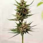 Покупка семян конопли в Ростове на Дону img-2452.jpg