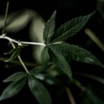 Купить семена марихуаны в Москве и по России на нашем сайте img-2458.jpg