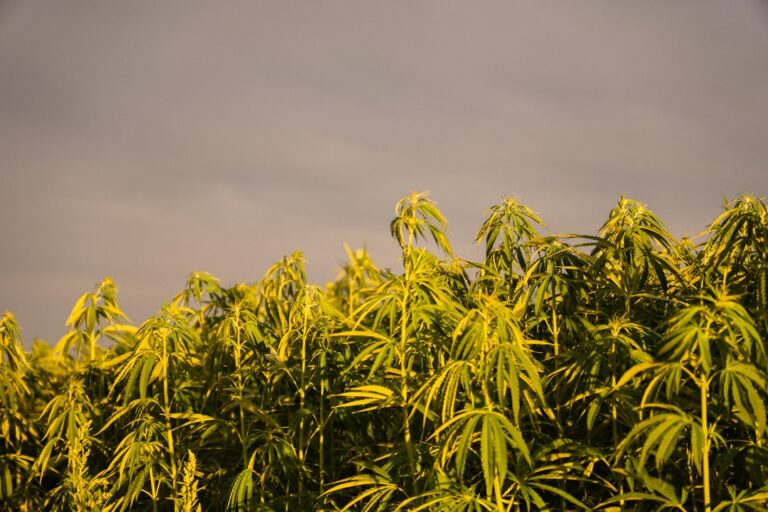 Выращивание и преимущества бессемянной марихуаны