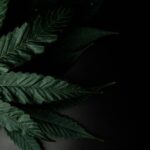 Медицинская марихуана свойства и применение img-2470.jpg