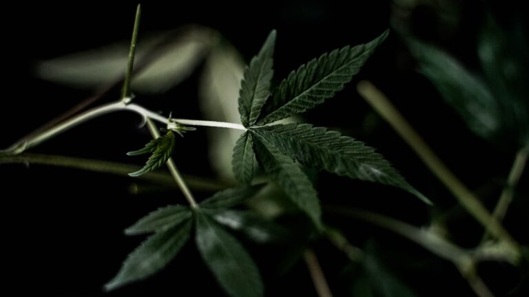 Легальные семена конопли и их использование в России