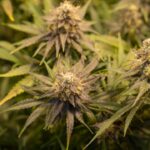 Семена конопли Auto Fruity Jack regular от Ganja Seeds img-2515.jpg