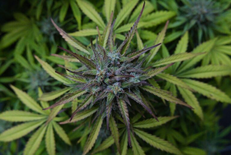 Перетертые семена конопли полезные свойства и использование в кулинарии