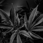 Семена конопли свойства и применение img-2628.jpg