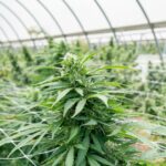 Каннабис Культура в Амстердаме и Законодательство Голландии img-2629.jpg