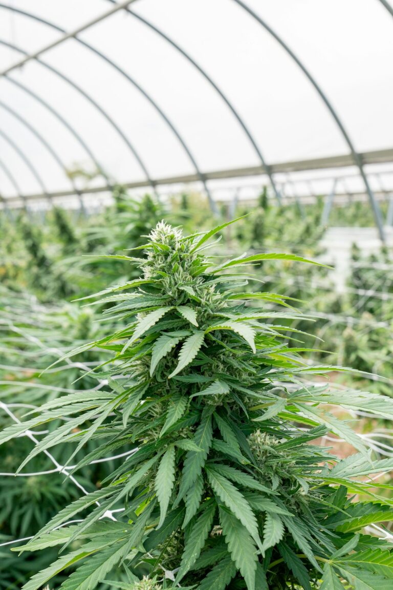 Каннабис Культура в Амстердаме и Законодательство Голландии