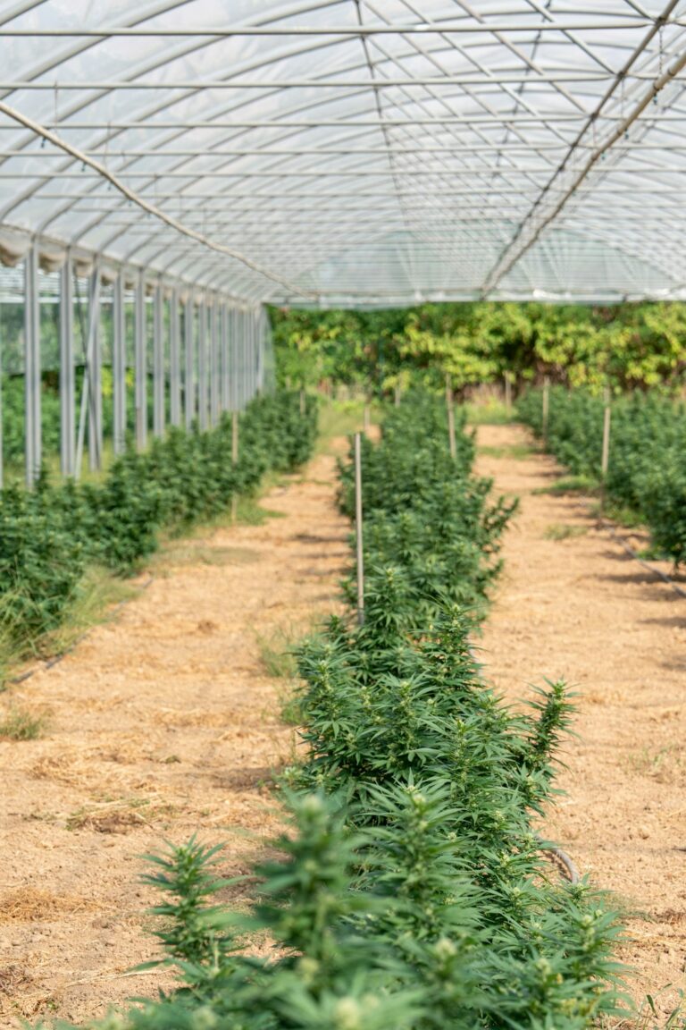 Законодательство о семенах конопли в России