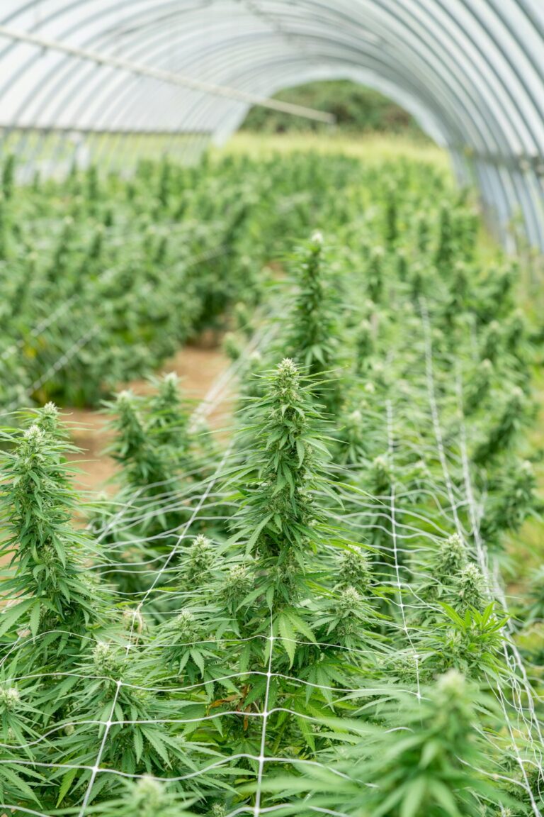 Конопля Ананас Свойства и Применение Семян