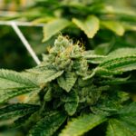 Наркотики в Омске соль последствия и свойства img-2683.jpg