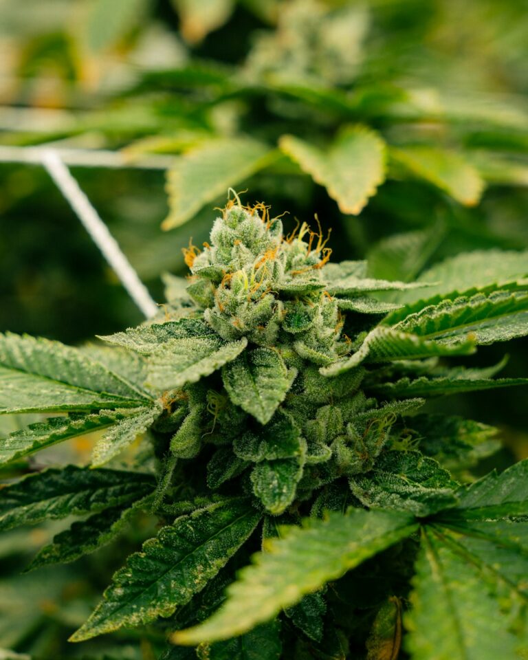 Наркотики в Омске соль последствия и свойства