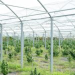 Шишки конопли с семенами свойства и применение img-2699.jpg