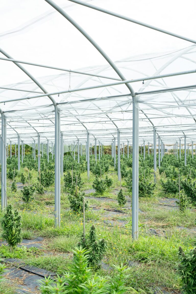 Шишки конопли с семенами свойства и применение