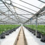 Марихуана в Новосибирске: свойства, правовой статус и способы приобретения img-2700.jpg