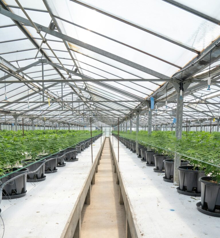 Марихуана в Новосибирске: свойства, правовой статус и способы приобретения