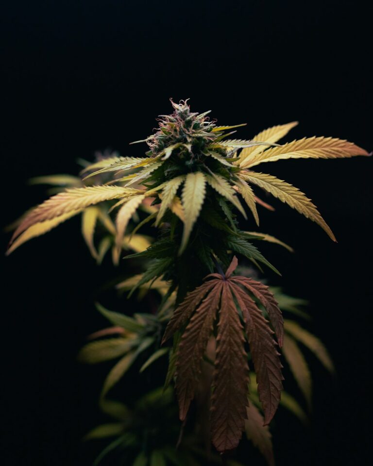 Спайс и синтетические каннабиноиды свойства и риски употребления