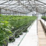 Опиум в истории Китая img-2725.jpg