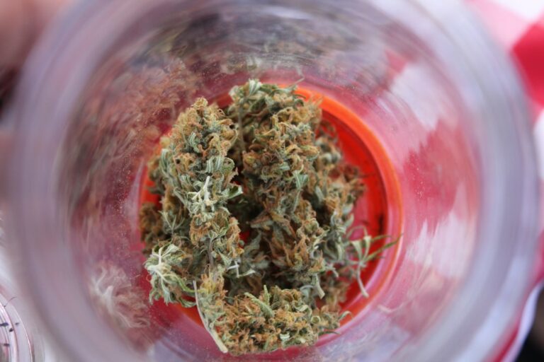 Сорт конопли Ganesh Spirit описание и характеристики