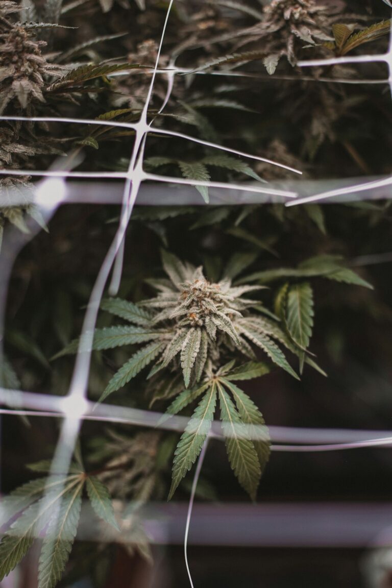 Выращивание конопли дома